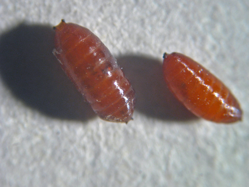 Napomyza (Phytomyza) gymnostoma ( Agromyzidae)